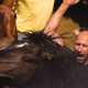 Image for article titled To Cut The Hair Of Beasts